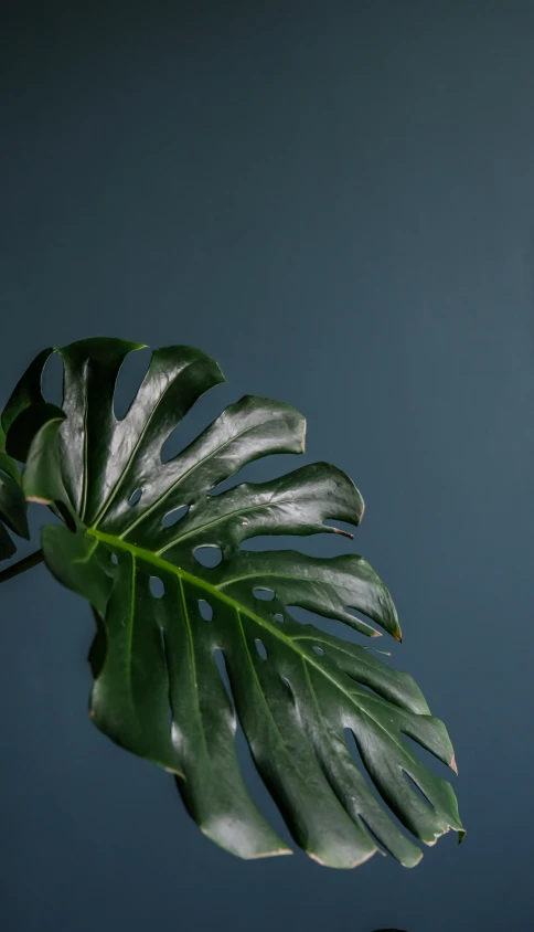 a leaf that is green on a blue background