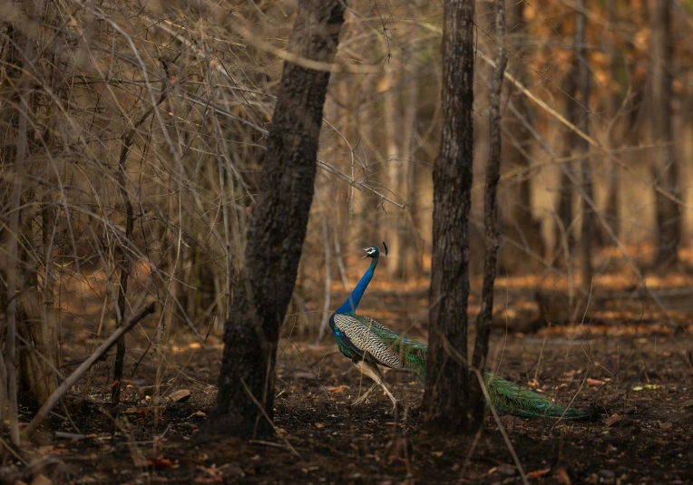 a peacock is walking through a forest in the rain