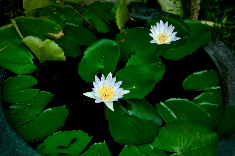 two white and yellow waterlilies are in a potted water