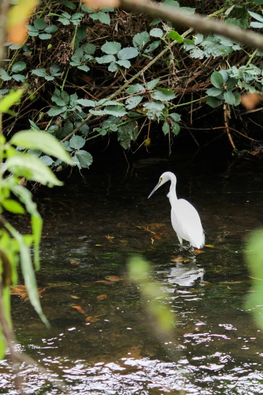 a white heron in water surrounded by trees