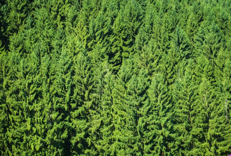 an aerial view of a group of large trees