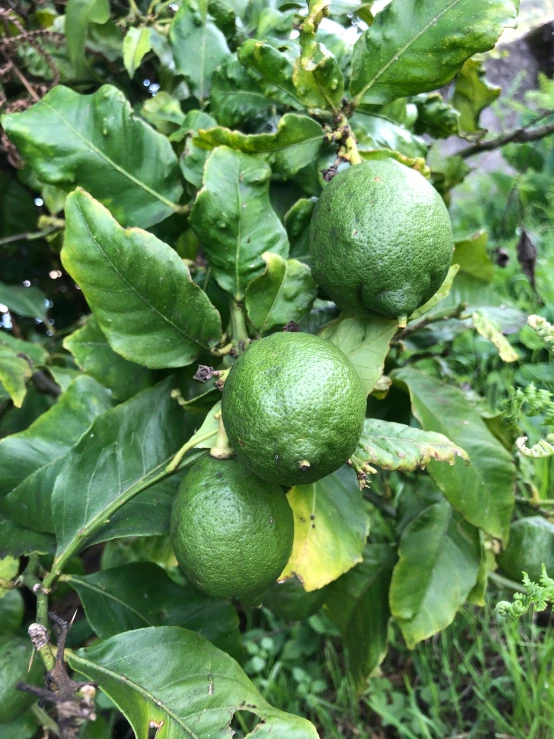 some green apples on a green tree nch