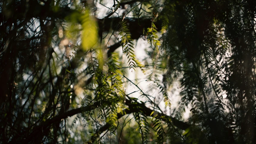 the nch of an evergreen tree can be seen through some leaves