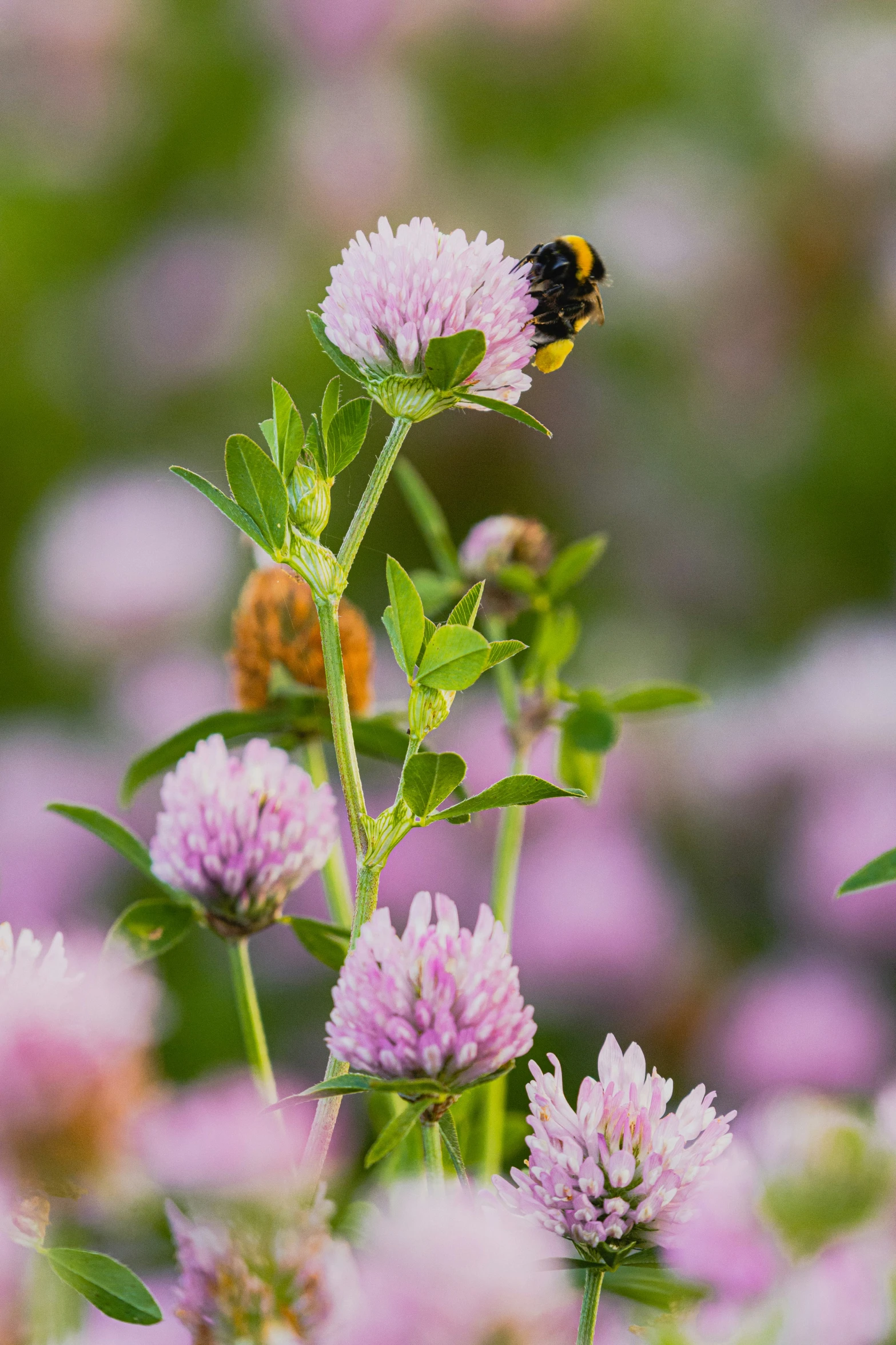 a bee sitting on top of a flower