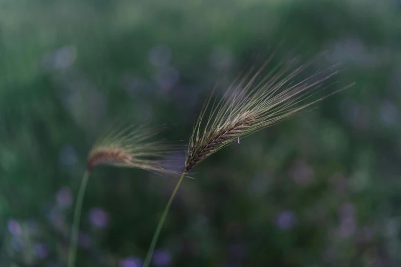 two stems that are sitting in the grass