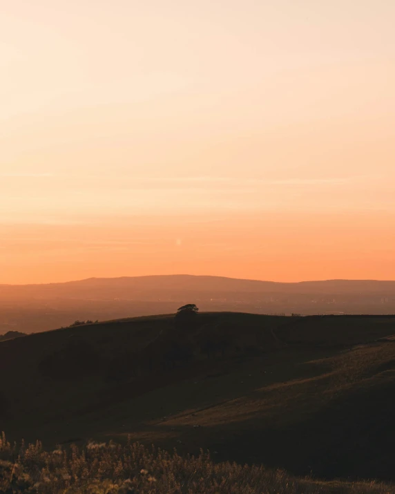 two animals walk on grass in front of the sunset