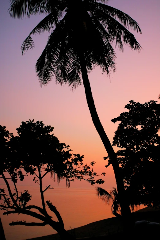 a po of a palm tree in silhouette against a beautiful sunset