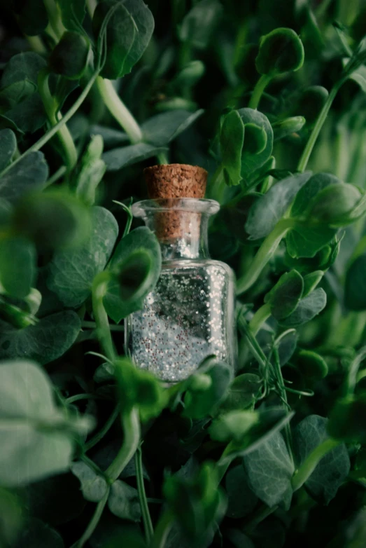 green plants, with small glass bottles in one one, around them