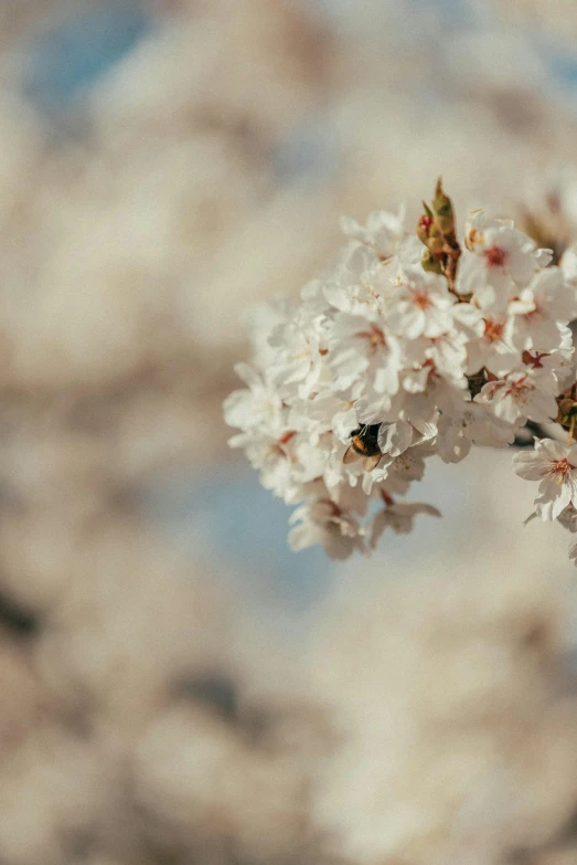 a tree with many flowers in bloom