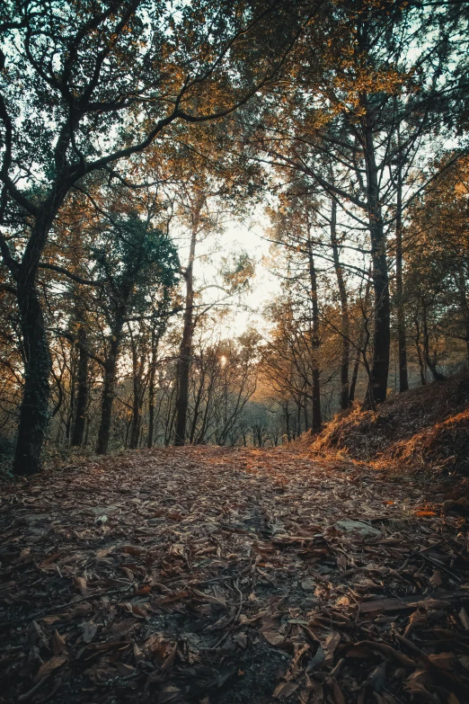 a wooded area is lit up by the sun through trees