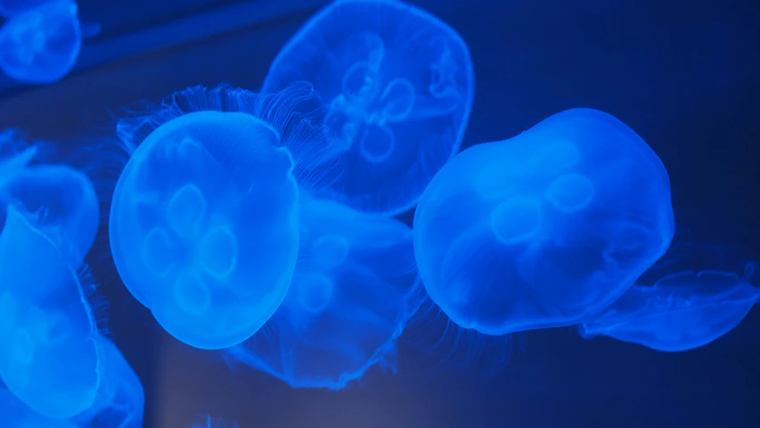 some bright blue jellyfish swims in the water