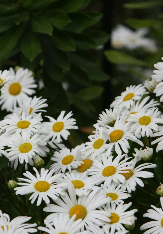 many white flowers with yellow centers and green leaves