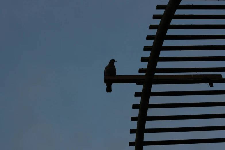 a bird is perched up on top of the roof