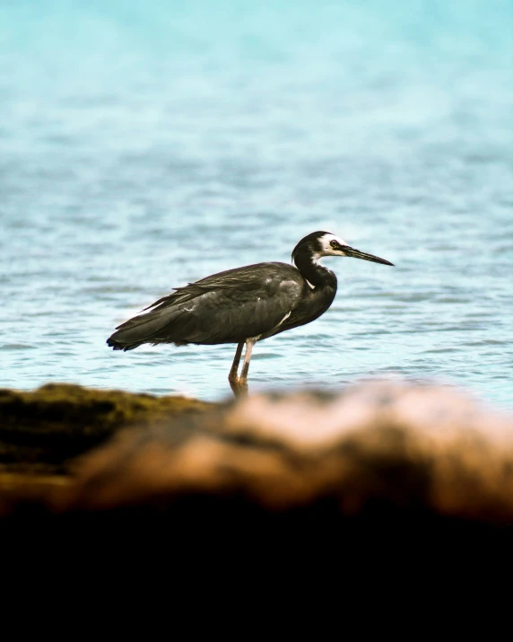 a long legged bird with a very large beak stands on the water edge