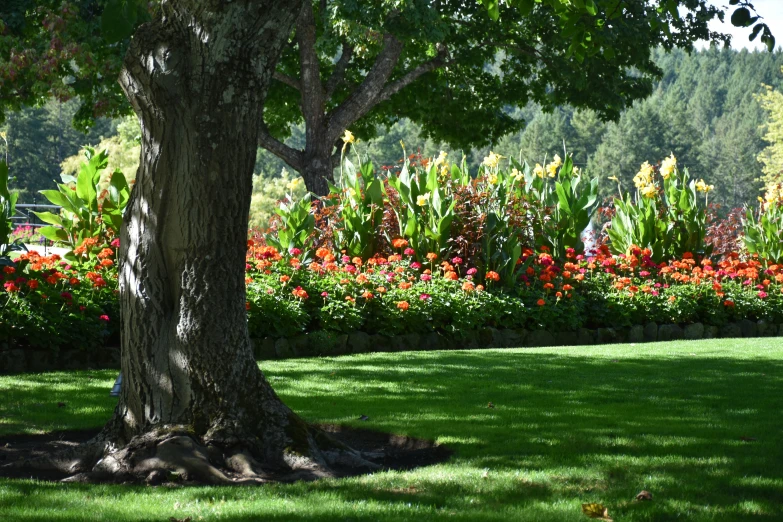 large bush with several colorful flowers around a tree