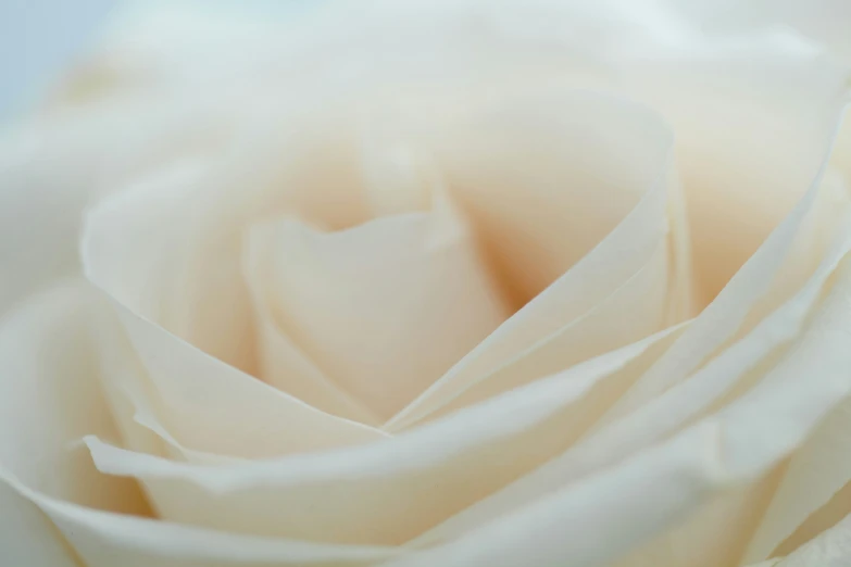 a closeup view of a white rose with its light colors