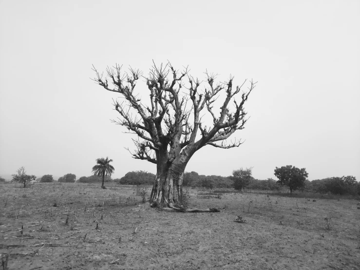 an open field with a large tree in the middle