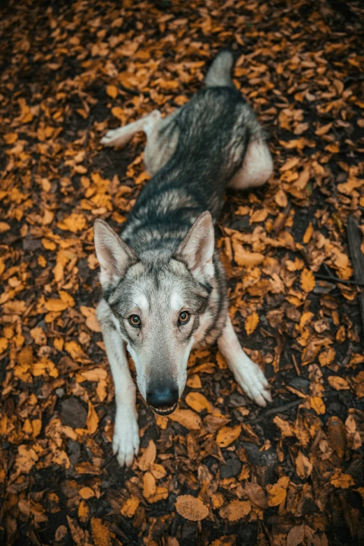 a dog is laying on the ground in leaves