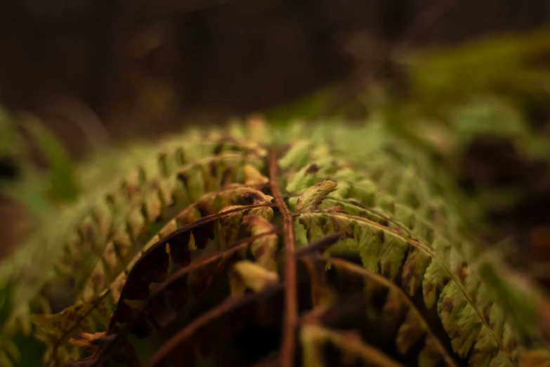 an area with a leafy plant and grass