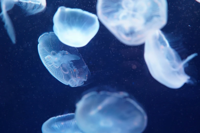 jellyfish swimming in water close to each other