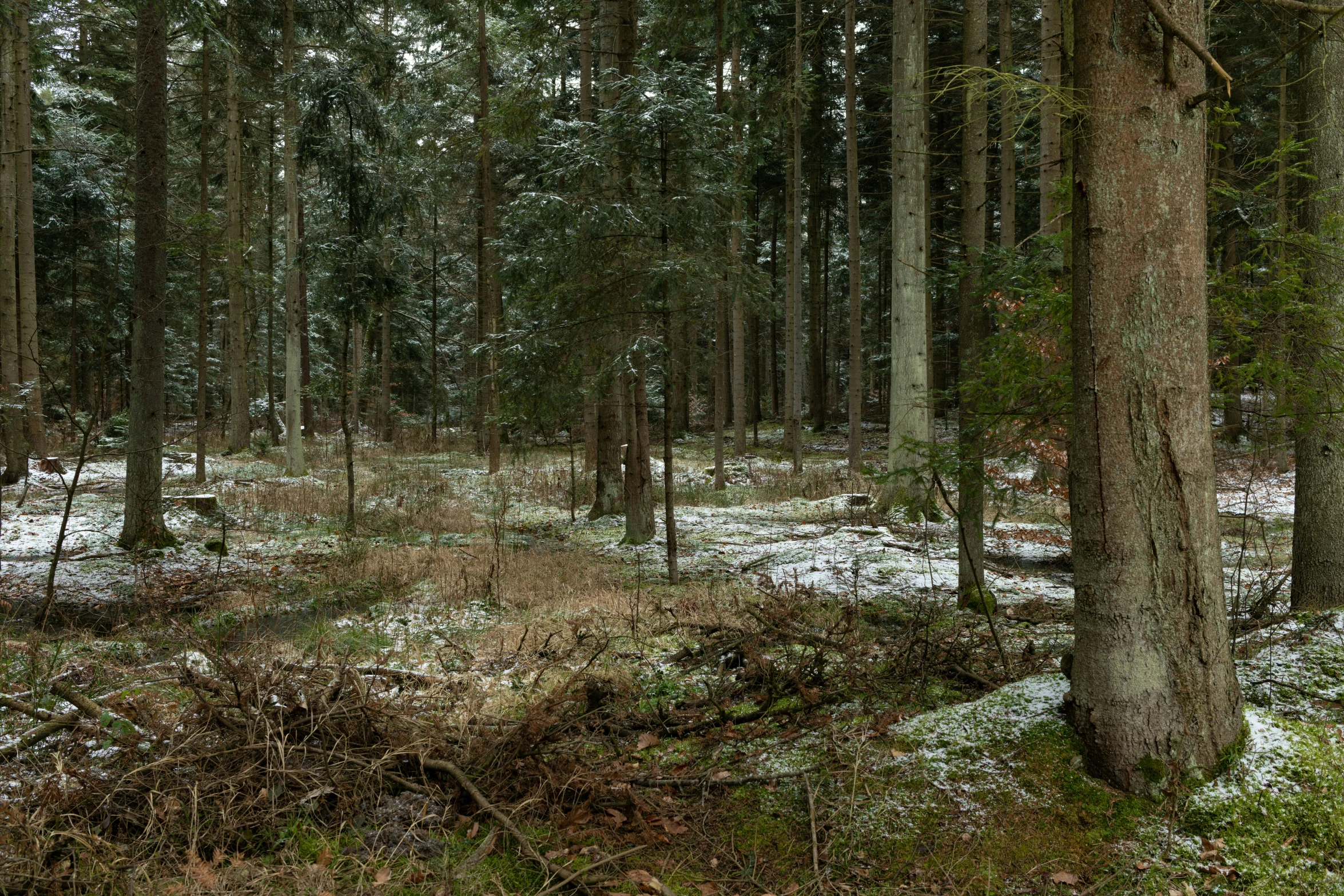 a forest with lots of trees and white snow