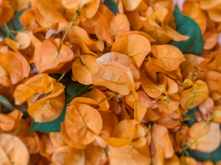 orange colored flowers with green leaves in close up