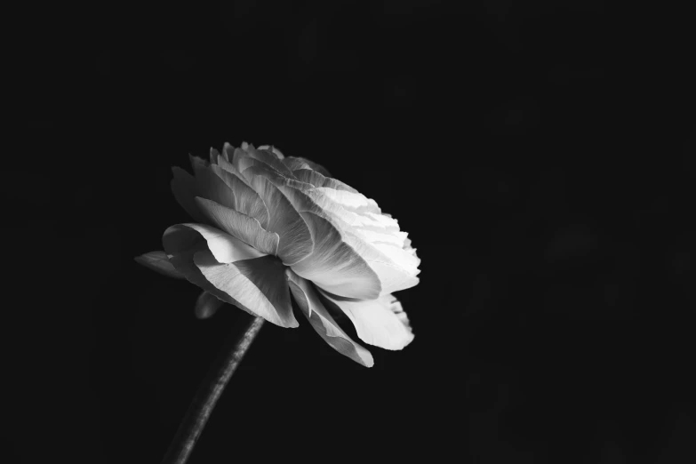 a black and white flower is in the dark