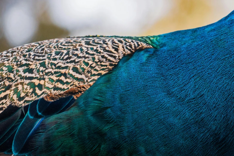 the peacock is displaying its multi colored feathers