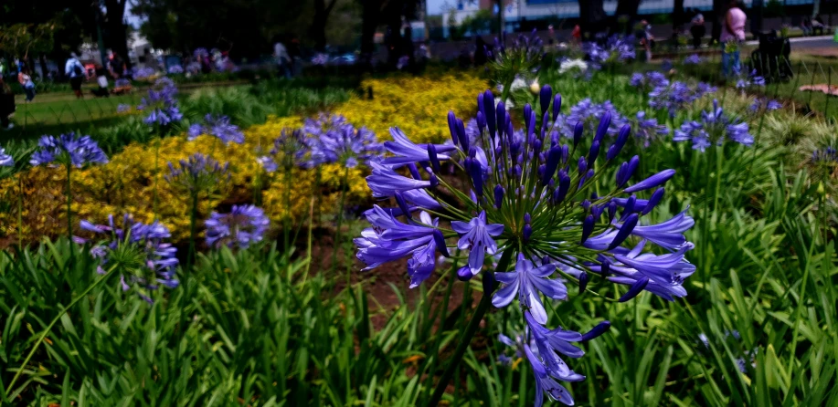 purple flowers are in the foreground of many yellow and blue flowers