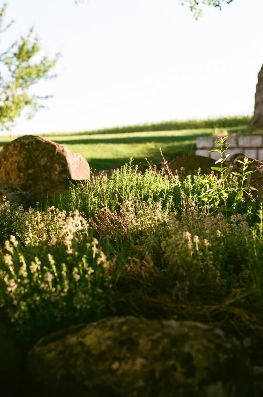 a view of some green grass and rocks