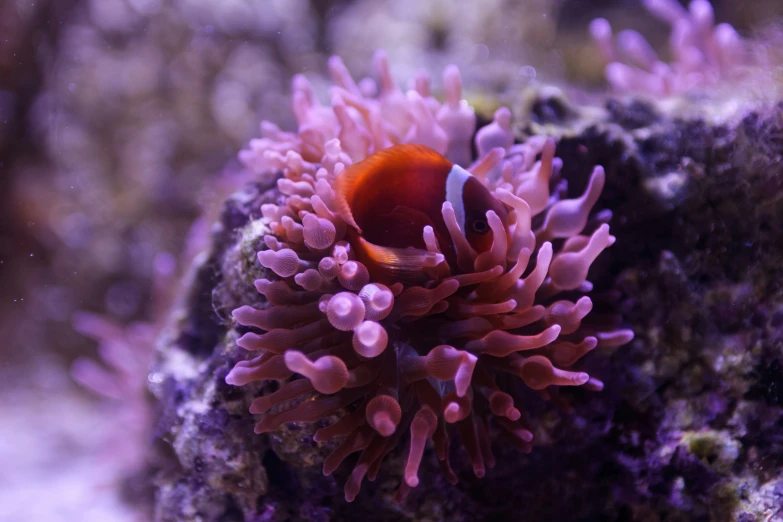 this is a close up po of an animal coral