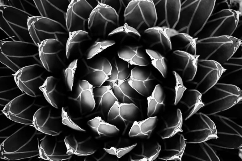 this is the inside of an artichoke flower