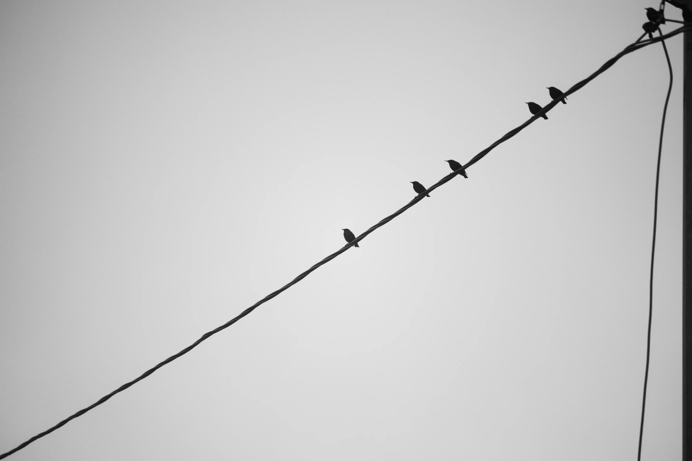 four birds perched on electric wires in black and white