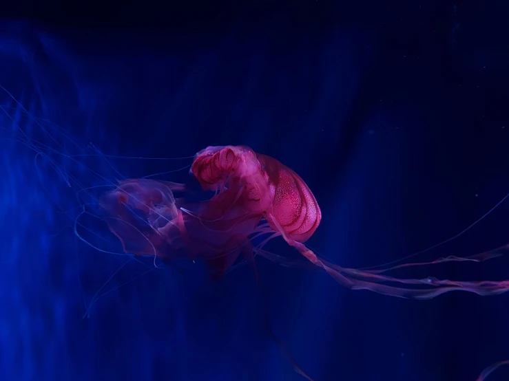 an image of purple jellyfish in the water