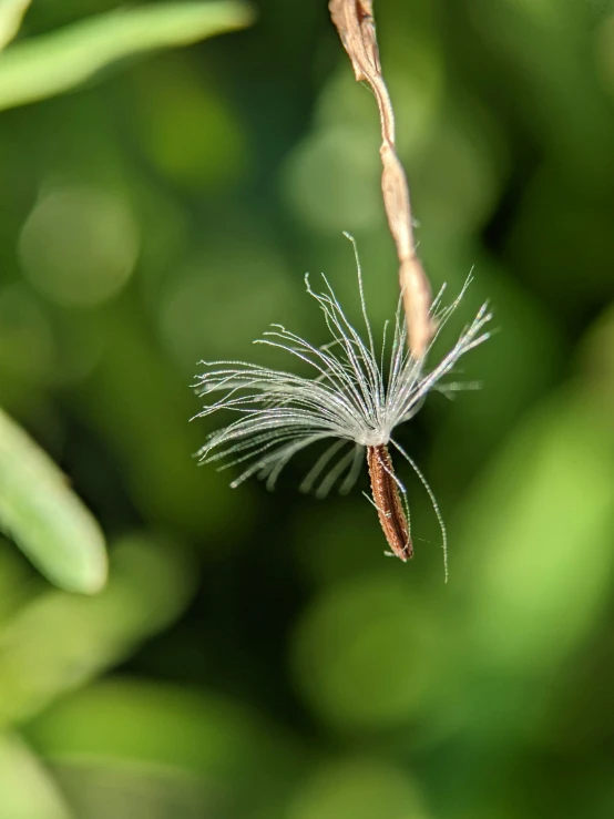 a close up of a small leaf with tiny seed attached to it