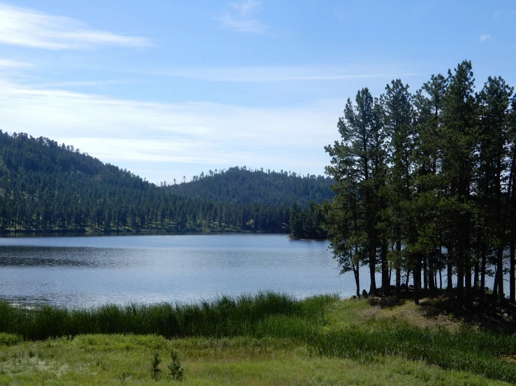 a couple of trees that are next to the water