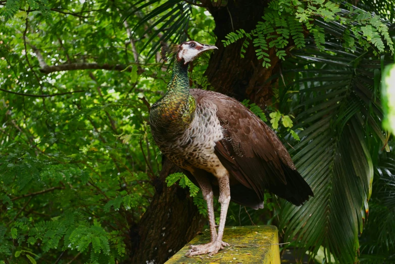 a peacock standing on a ledge in front of some trees
