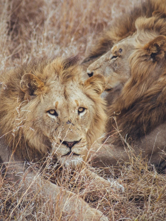 two lions are sitting in a dry grassy area