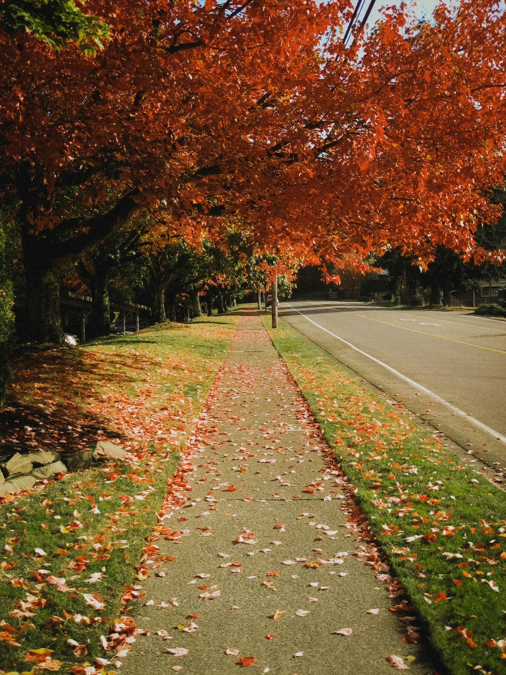 a road lined with lots of leaves under a canopy of red trees