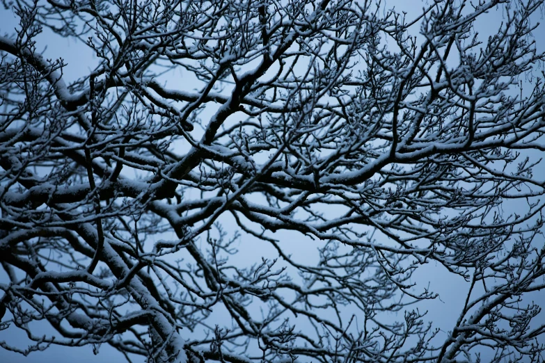 snow covered nches are seen in this dark blue pograph