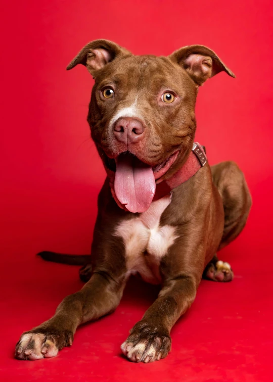 a large dog is posed for the camera with his tongue out