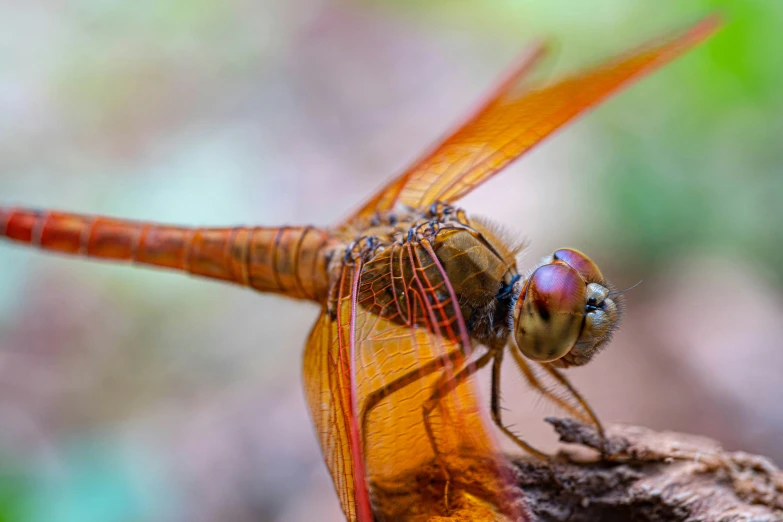 a dragonfly rests on top of a nch