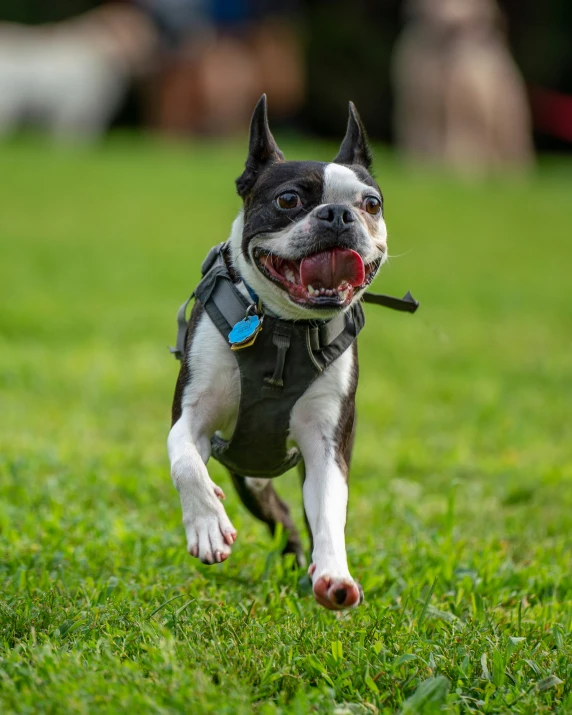 a small dog running through the grass in his harness
