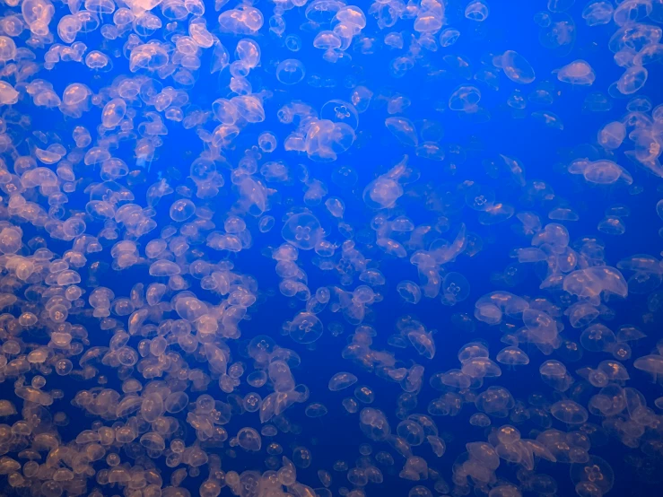 many sea animal bubbles can be seen in the water