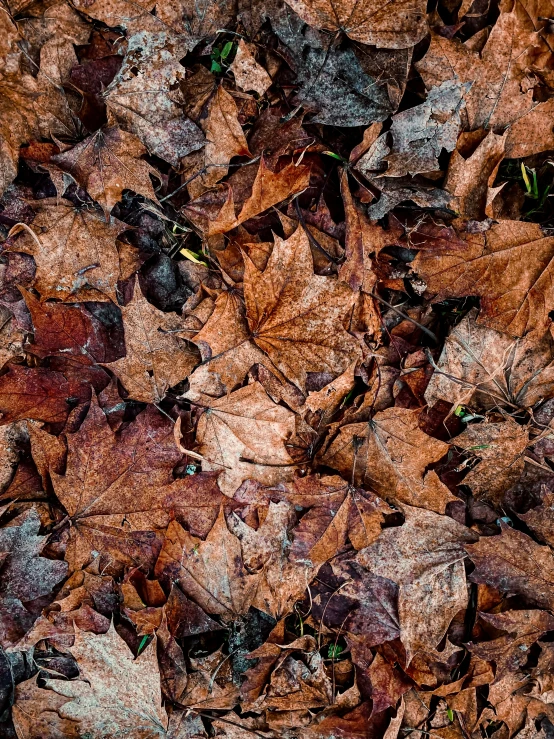 the fallen leaves are red, green and yellow