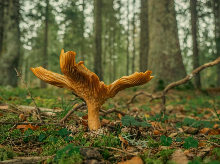 an orange mushroom with yellow staking sits in the ground among foliage and trees