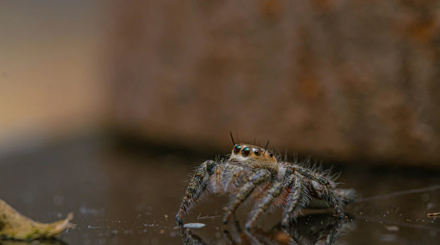 a large spider sitting on the ground next to a banana