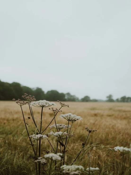 a field filled with lots of grass and some tall grass