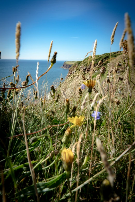 some wildflowers and grasses in a grassy area near the water