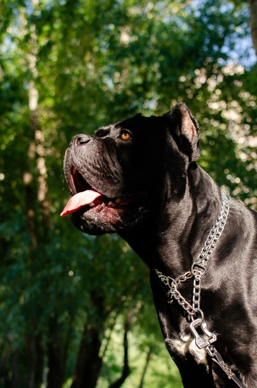 a black dog with its tongue hanging out looking at soing